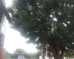 treesurgery-