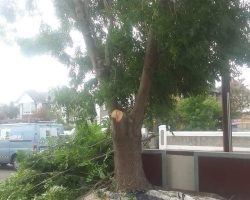 treesurgery-