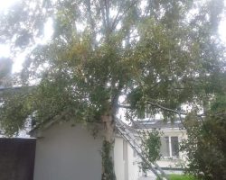 treesurgery-