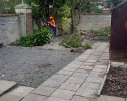 treesurgery-